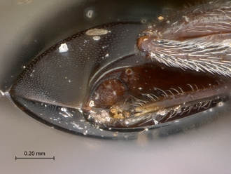 Paramblynotus_zohy_MNHN_HT_female_spiracular peritremata_posterior